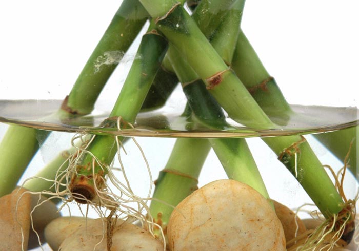 market-replication-bamboo